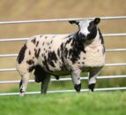 Dutch Spotted ram lamb fetches £20,000 for NI breeder