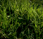 Hampshire farm to reveal impacts of soil biology on farm performance