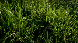Hampshire farm to reveal impacts of soil biology on farm performance