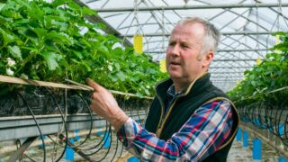 Calls for Scottish horticulture sector to review seasonal worker scheme