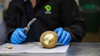 New project to tackle supermarket waste by reducing potato bruising