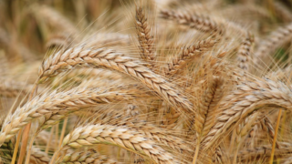 FAO food price index rises after grain deal termination