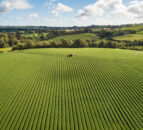 Using satellite data to enhance global food security
