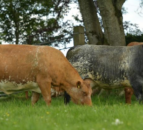 NI open day set to showcase Shorthorn-cross suckler herd