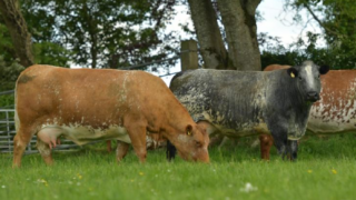NI open day set to showcase Shorthorn-cross suckler herd