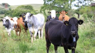 Cattle with collars are a ‘game changer’ in the Belfast hills