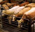 DAERA meets marts over NIFAIS concerns
