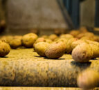 Exports of Scottish seed potatoes to NI to resume in October