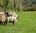 2 UK farmers finish in top 10 for title of World Shepherd of the Year