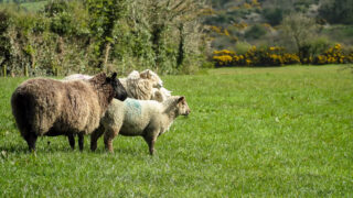 Welsh farming unions welcome creation of SFS stakeholder group