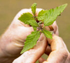 Call for hemp processing factory in island of Ireland