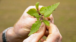 Call for hemp processing factory in island of Ireland