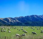 Forestry conversions impact New Zealand livestock numbers