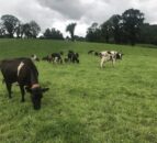 Roll out of NIFAIS sees some access ‘teething issues’ for farmers and vets