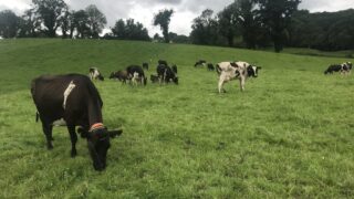 Roll out of NIFAIS sees some access ‘teething issues’ for farmers and vets