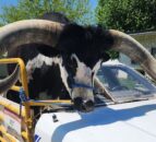 Man driving with bull in his car stopped by police
