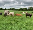 Armagh, Newry and Enniskillen ‘hotspots’ for BVD – AHWNI