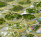 Agriculture not to blame for algae on Lough Neagh – Poots