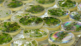 Agriculture not to blame for algae on Lough Neagh – Poots