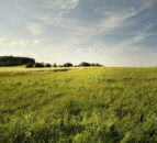 UFU partners with AFBI and AgriSearch for NI farming webinars
