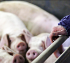 Pig price has been 'remarkably stable' recently - NPA