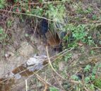Dairy farmer ordered to pay over £2k after slurry entered brook