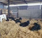 New 3D calf housing app to help NI farmers reduce disease