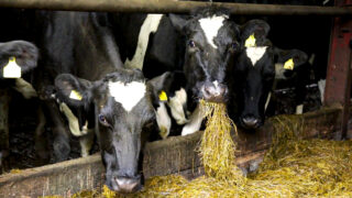 4 dairy businesses named as finalists in RABDF Gold Cup