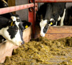 Keep a close eye on BCS of autumn-calving cows