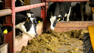 Somerset and NI dairy farmers make New Year Honours List