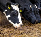Likely that range in milk pricing will 'widen' - Kingshay