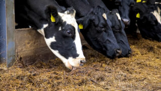 Farmers encouraged to test for Q fever in dairy cattle