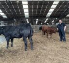 85 springing heifers set for Ballymena ‘Leading Ladies’ sale