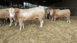 Defra: French ruminant livestock imports to UK postponed
