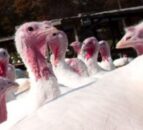 Poultry sector urged to prepare for threat of bird flu
