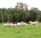 Appeal for info after German Shepherd kills sheep in Flintshire