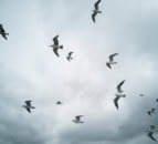 Study: Some wild birds develop immunity to avian flu