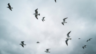 Study: Some wild birds develop immunity to avian flu