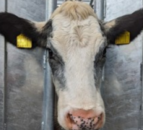Appeal for information after calves injured and beheaded