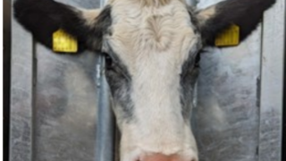 Appeal for information after calves injured and beheaded