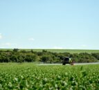 OECD: $851bn government support for agriculture during pandemic