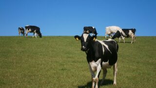 PSNI investigates theft of 11 calves in Derry