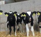 Dairy advice: Areas to improve calf health on your farm