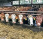 DAERA urges farmers to be vigilant for bluetongue and EHD