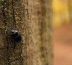 Forest owners want ban on timber with bark amid concern for ‘disaster’