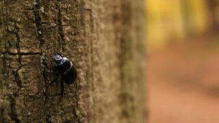 Forest owners want ban on timber with bark amid concern for ‘disaster’