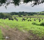 Reducing livestock emissions while improving food security