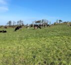 Challenging grazing conditions for those still at grass