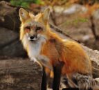 Scottish snare trap ban progresses past Stage 2