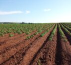 Soil health remains a ‘Cinderella’ subject  – expert